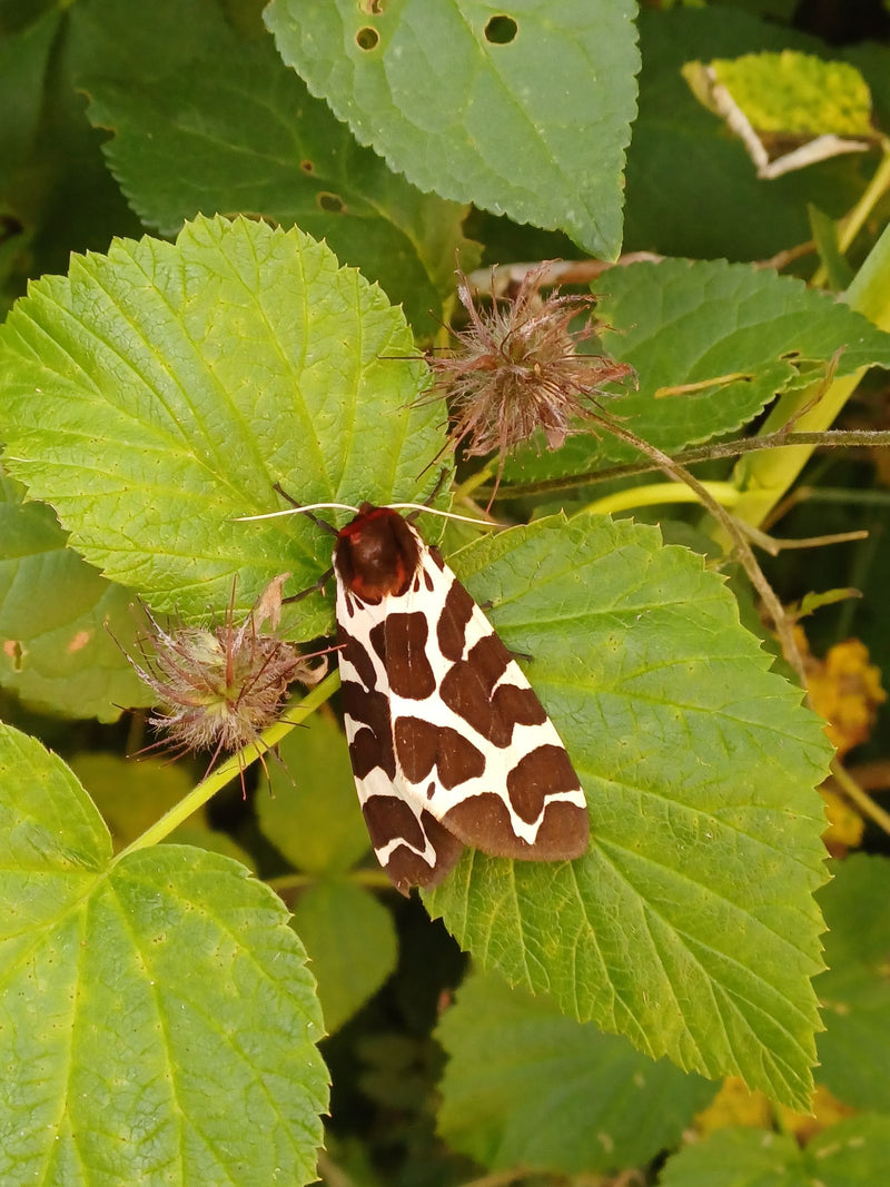 Brauner Bär — Bild 4