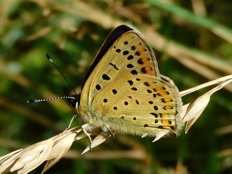 Brauner Feuerfalter — Bild 1