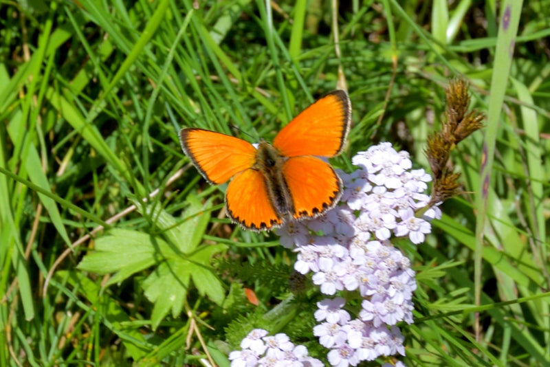 Brauner Feuerfalter — Bild 1