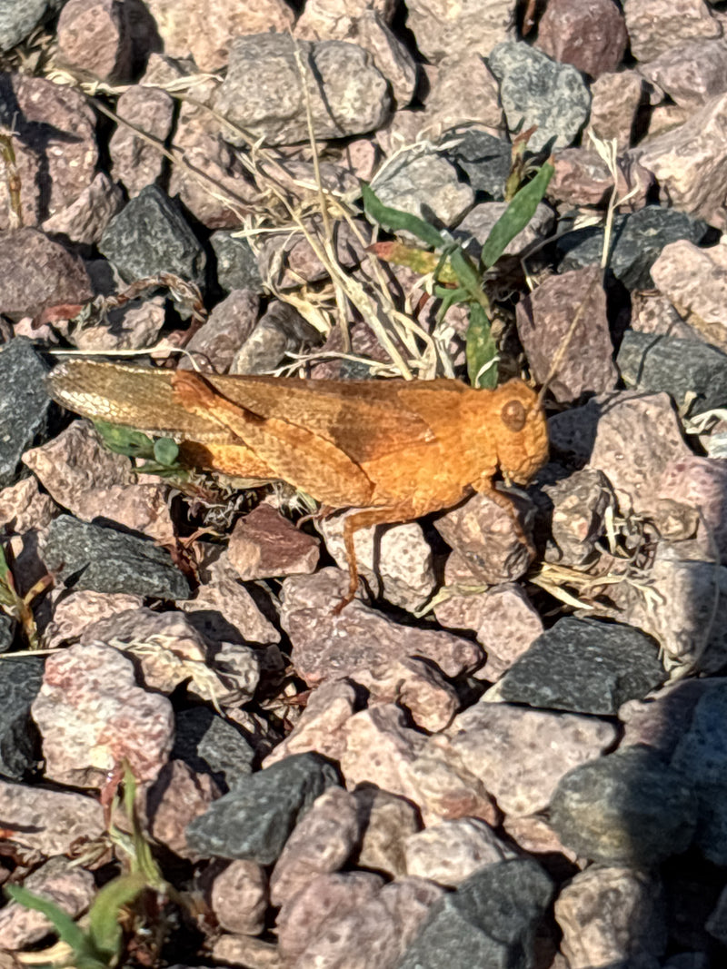 Brauner Grashüpfer — Bild 5