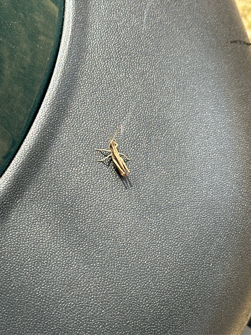 Brauner Grashüpfer — Bild 3