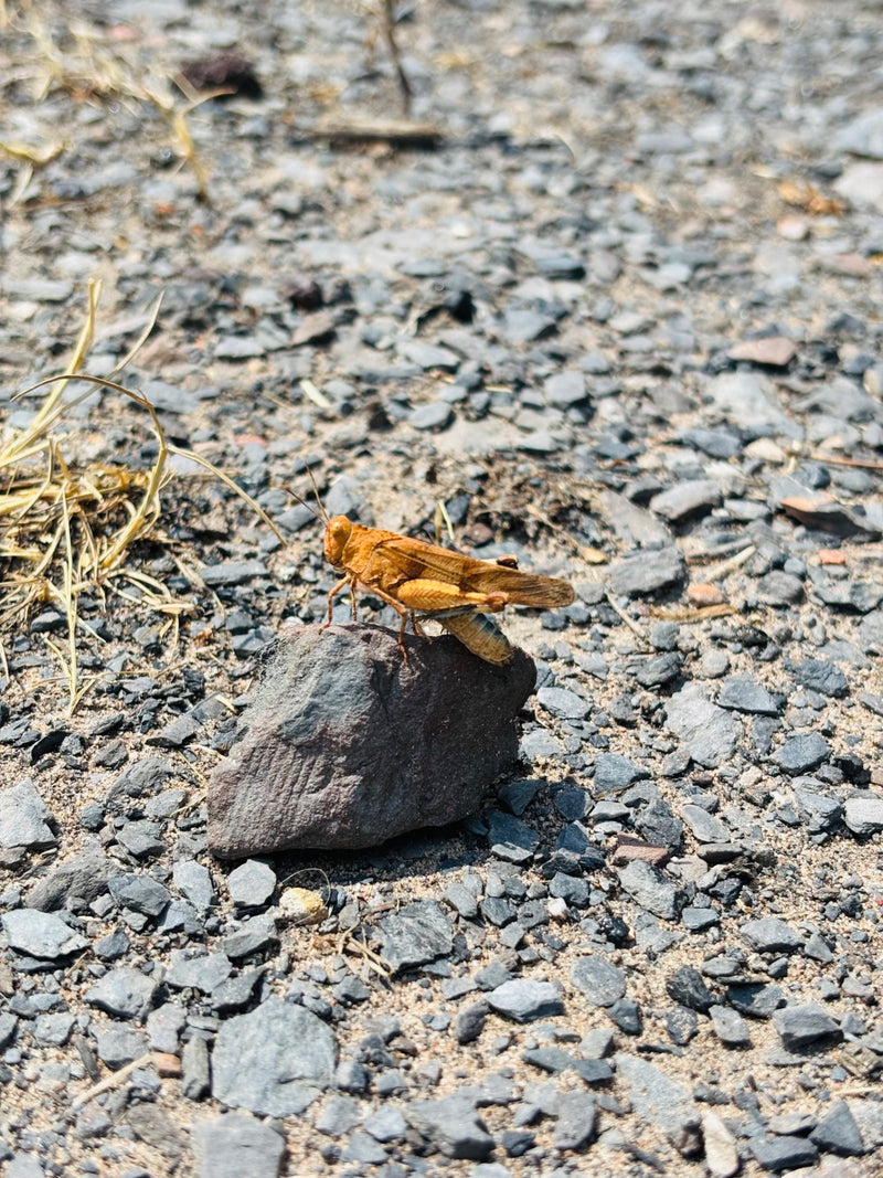 Brauner Grashüpfer — Bild 2