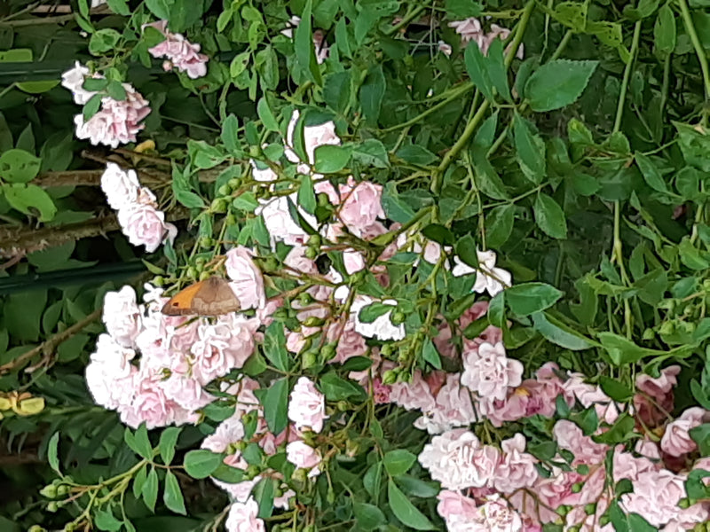 Brauner Waldvogel — Bild 1