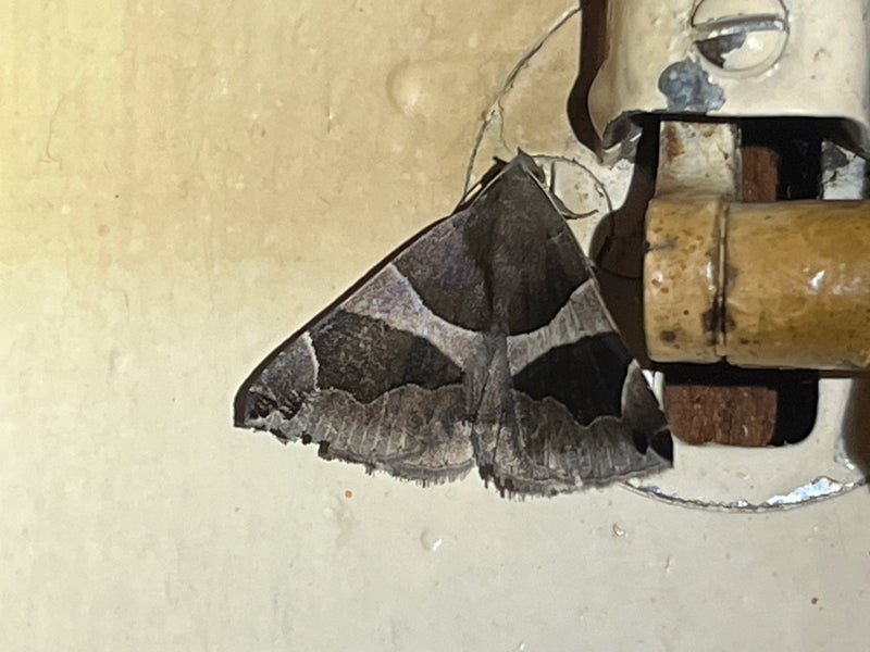 Braunes Tageulchen — Bild 1