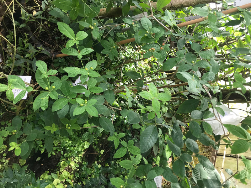 Brechpfeffer — Bild 1 von 4
