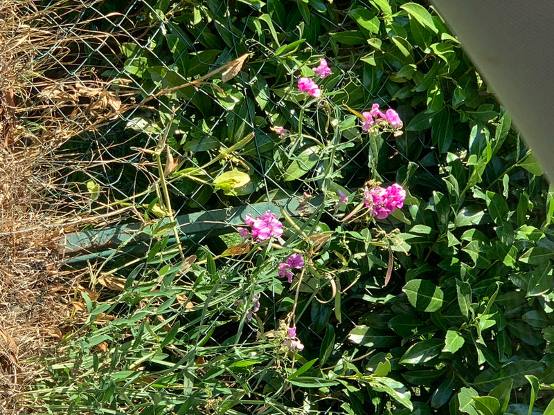 Eine blühende Breitblättrige Platterbse rankt mit rosa Blüten an einem grünen Maschendrahtzaun entlang.
