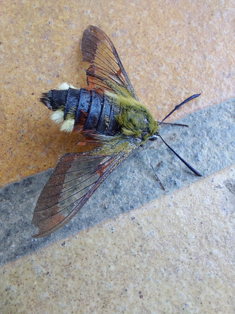 Breitrandiger Hummel-Glasflügler — Bild 1