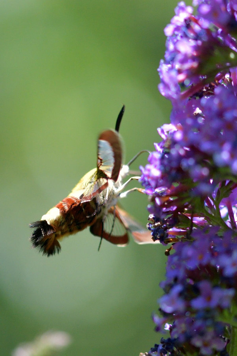 Breitrandiger Hummel-Glasflügler — Bild 3