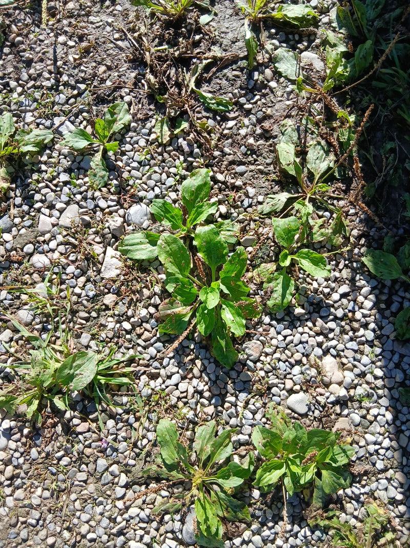 Auf einem steinigen Schotterweg wachsen mehrere Rosetten des Breitwegerichs mit ihren typischen, breiten Blättern. Die Aufnahme zeigt die Pflanzen von oben i...