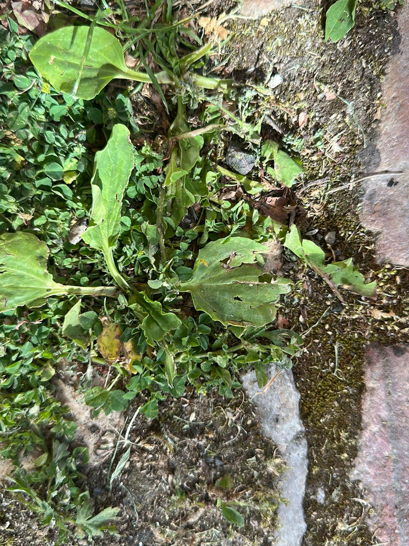 Breitwegerich — Bild 2