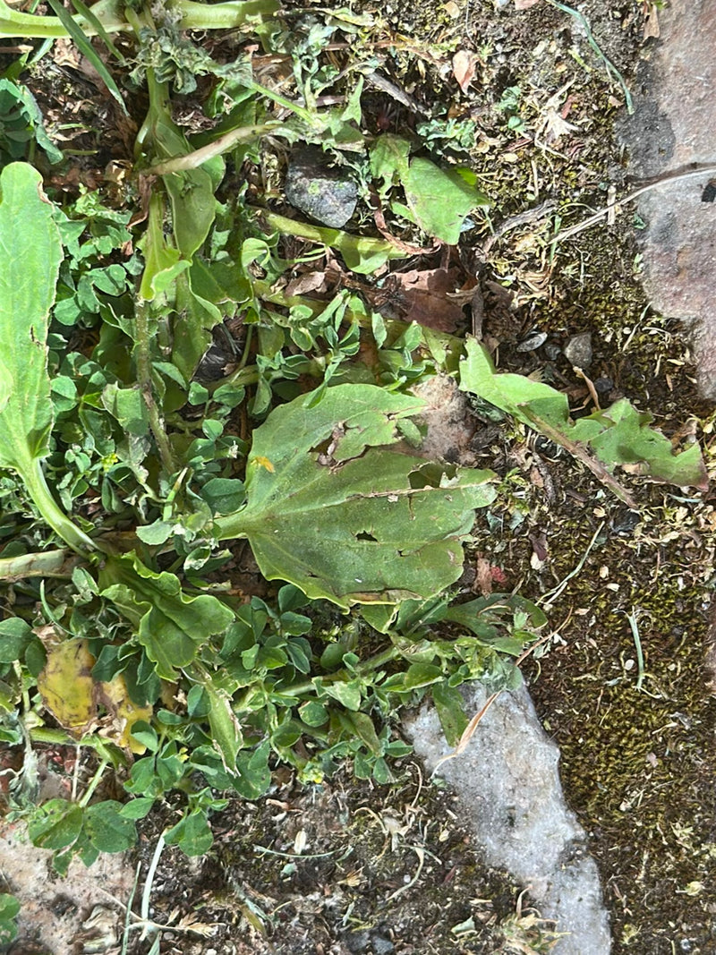 Breitwegerich — Bild 1