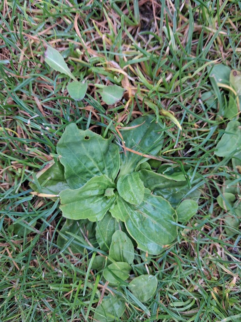 Breitwegerich — Bild 5