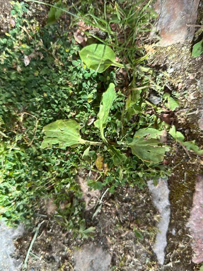 Breitwegerich — Bild 3