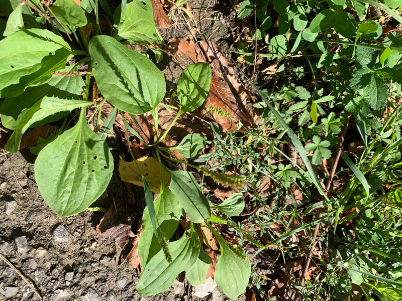 Auf dem Bild ist eine Breitwegerich-Pflanze mit ihren charakteristischen, breiten grünen Blättern und aufrechten Blütenständen zu sehen. Sie wächst auf einem...