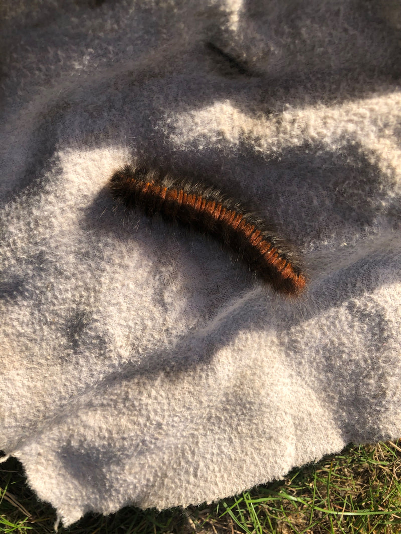Eine ausgewachsene Raupe des Brombeerspinners ruht auf einem hellen Tuch im Sonnenlicht.