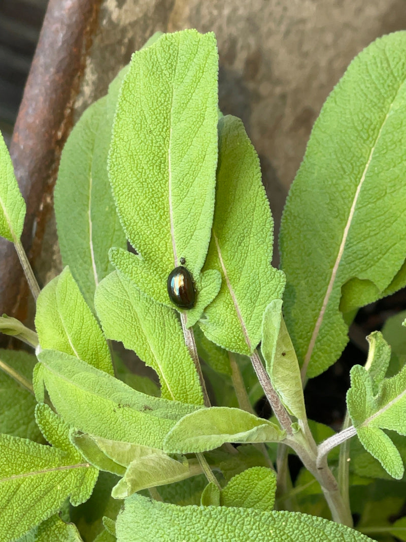 Bronzefarbener Blattkäfer — Bild 3
