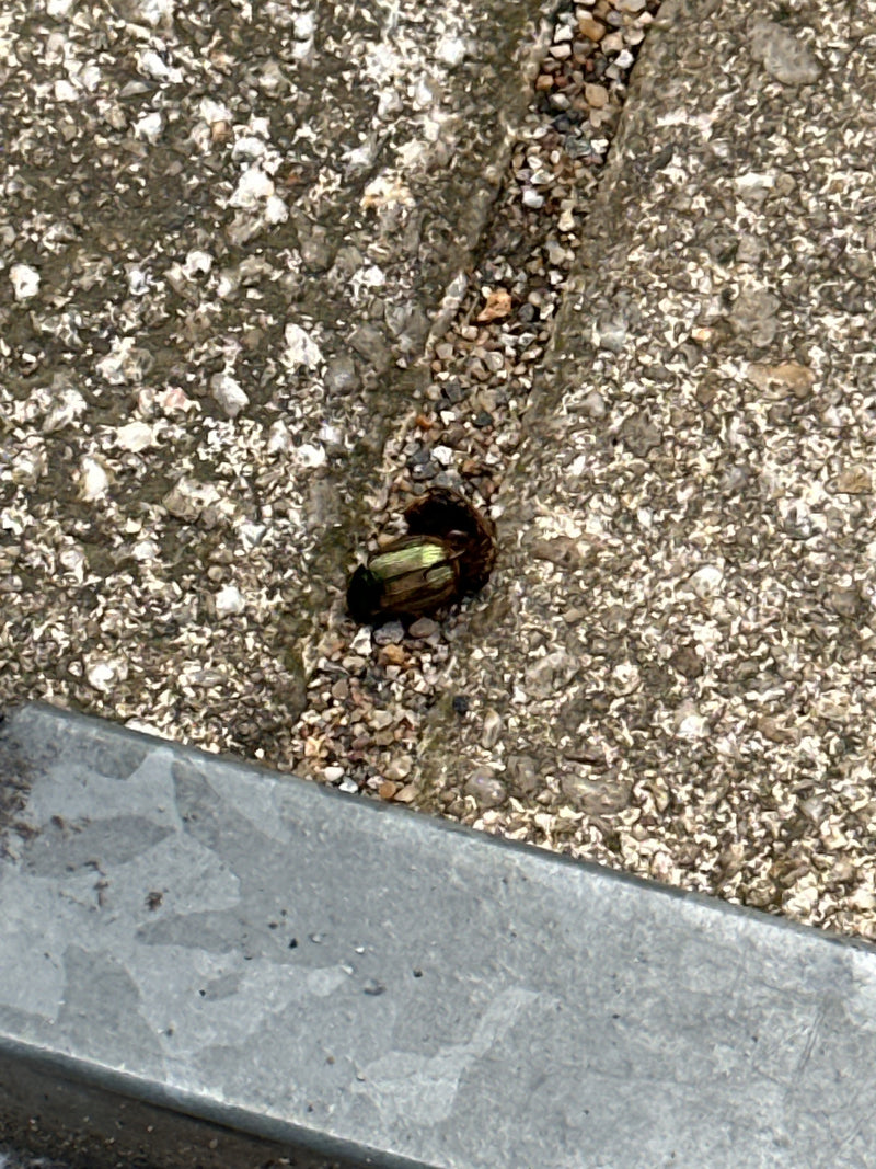 Bronzefarbener Blattkäfer — Bild 2