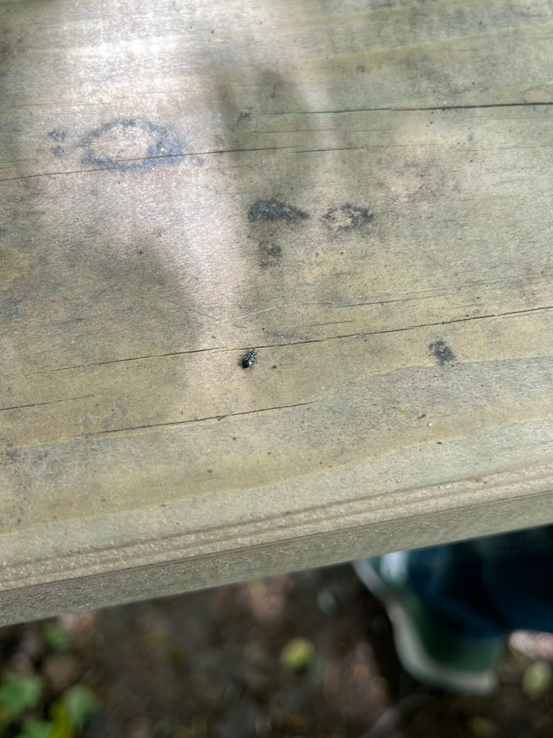 Brotkäfer — Bild 5