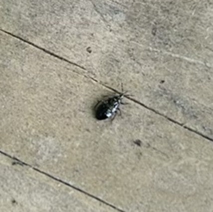 Brotkäfer — Bild 4