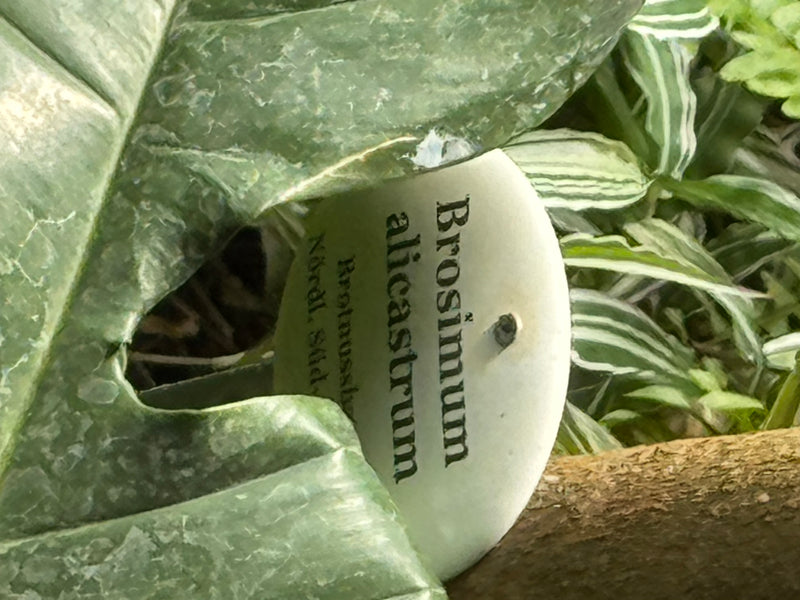 Brotnussbaum — Bild 1 von 2
