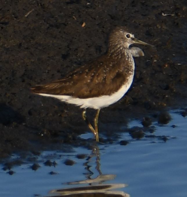 Bruchwasserläufer — Bild 4