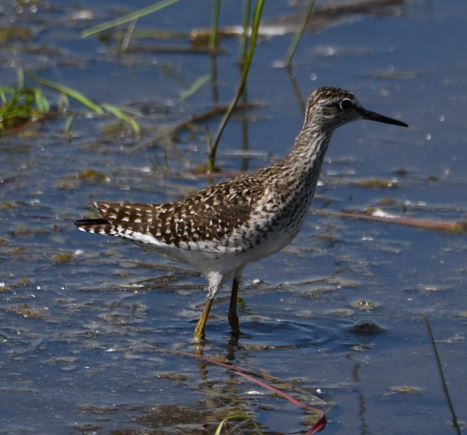 Bruchwasserläufer — Bild 3