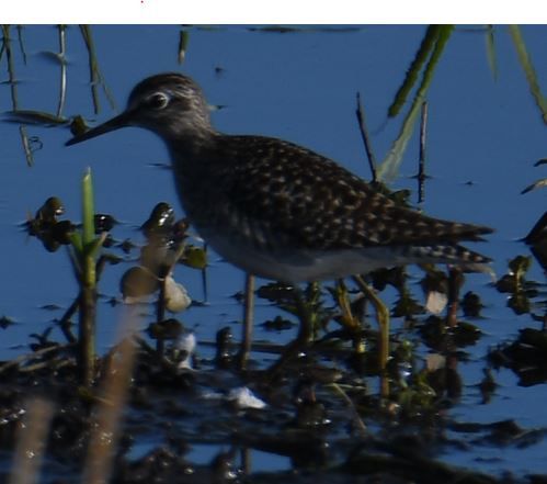 Bruchwasserläufer — Bild 2