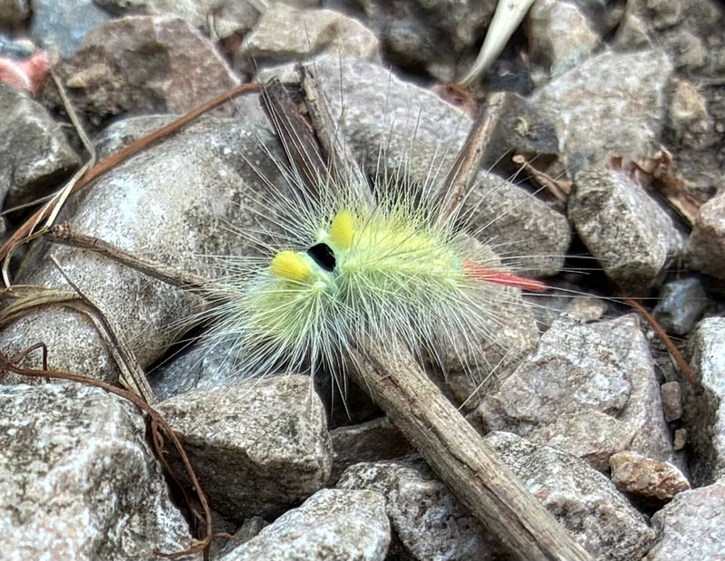 Buchen-Streckfuß — Bild 1