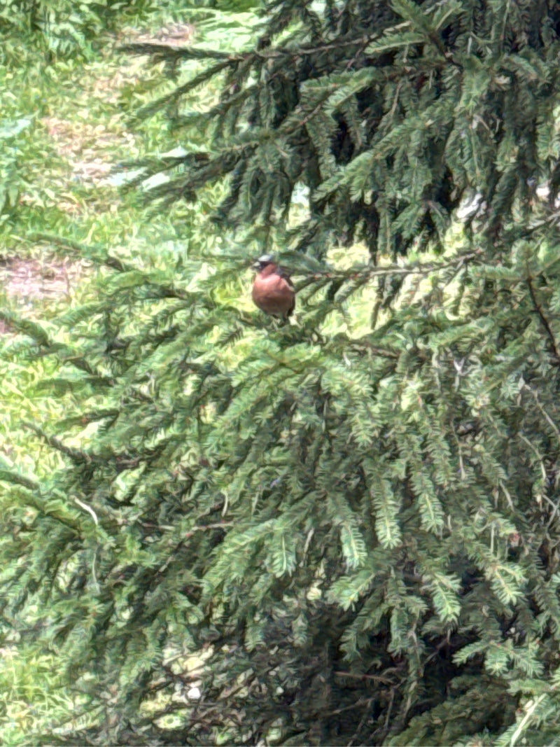 Ein Buchfink sitzt auf dem Ast eines Nadelbaums. Der Vogel ist in seiner natürlichen Umgebung gut zu erkennen.