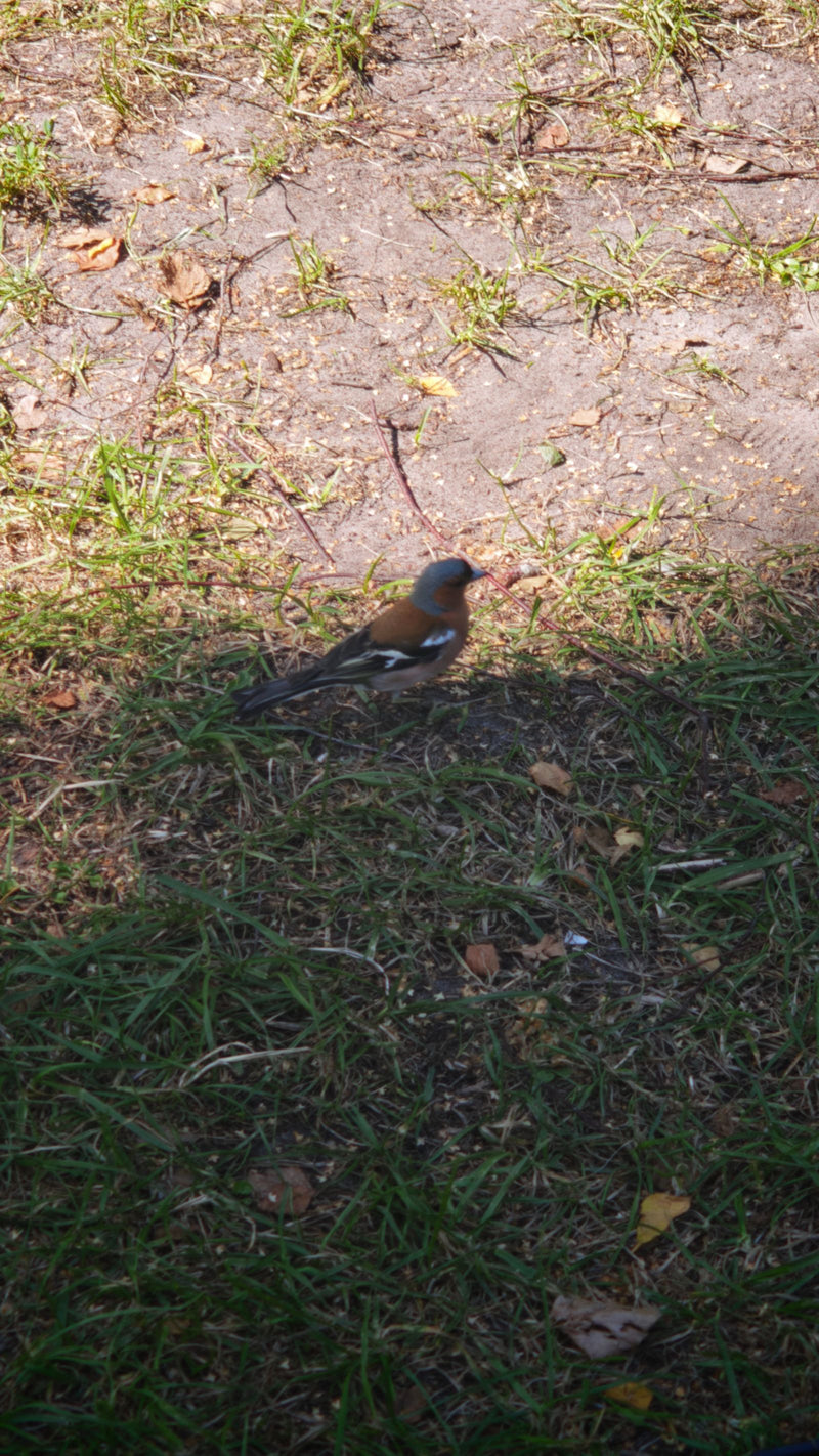 Ein Buchfink sitzt auf dem Boden zwischen Gras und Erde. Der Vogel ist gut zu erkennen.