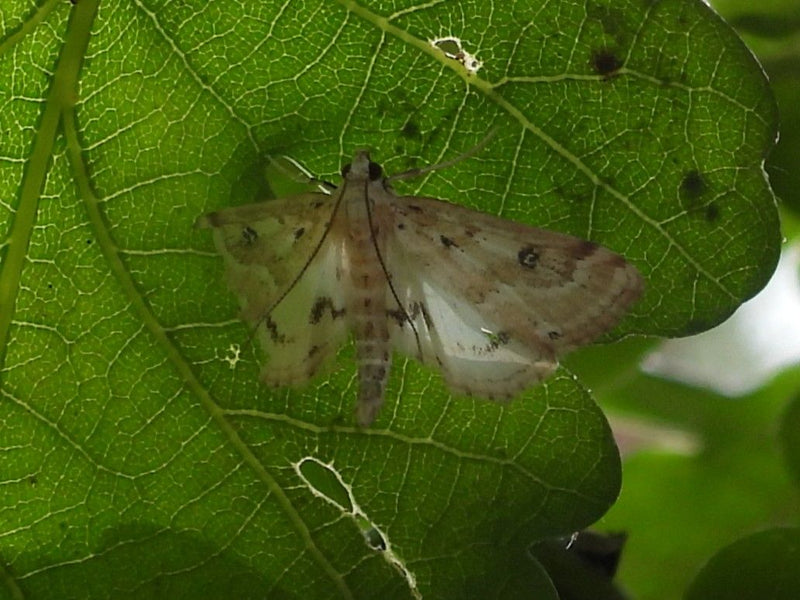 Buchsbaumzünsler — Bild 4