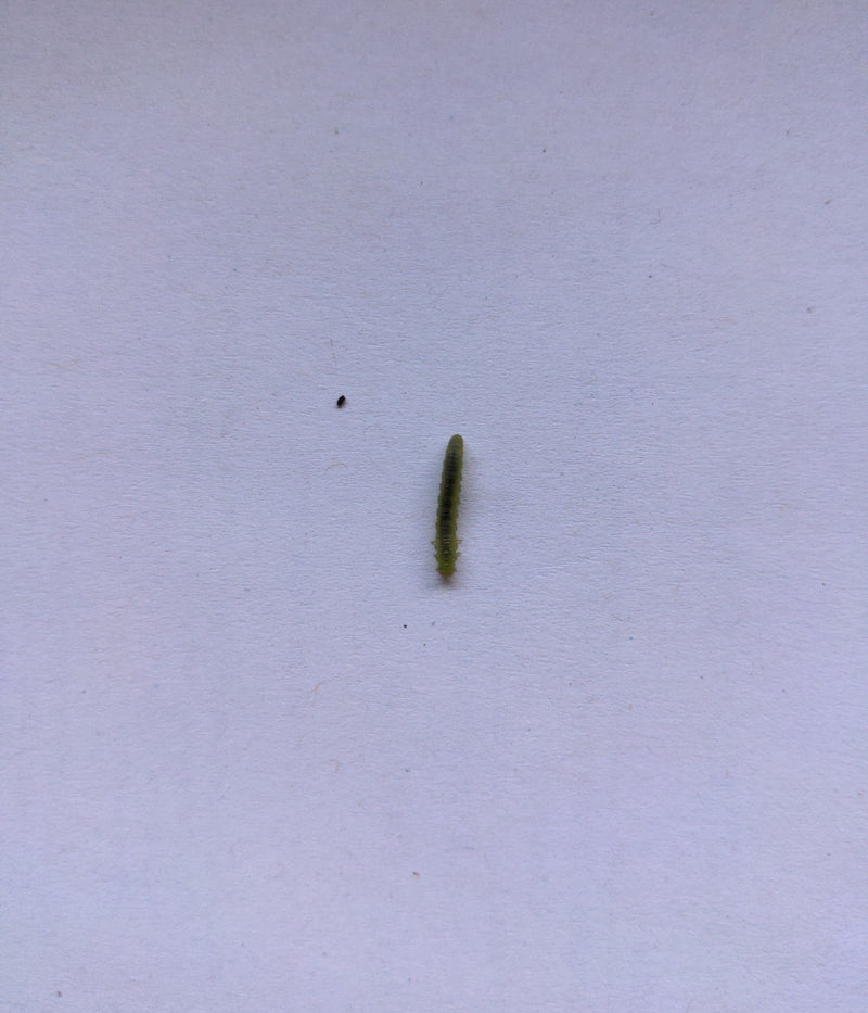 Buchsbaumzünsler — Bild 2