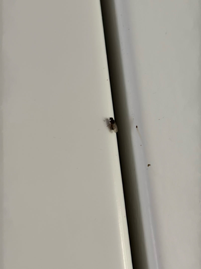 Auf einer hellen, glatten Oberfläche sitzt eine kleine Buckelfliege in Ruhestellung. Das Insekt ist aus größerer Entfernung aufgenommen.
