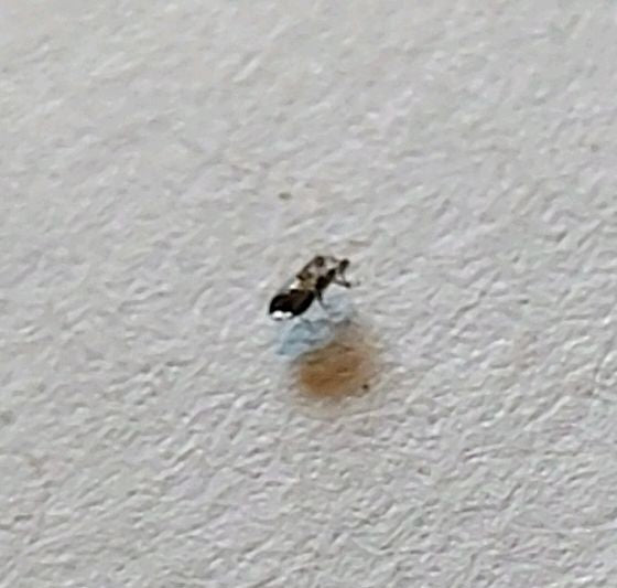 Auf einer hellen Oberfläche sitzt eine kleine Buckelfliege. Die typische Körperform ist nur schemenhaft zu erkennen.