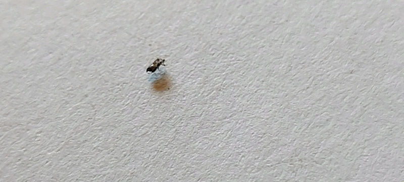 Auf einem hellen, strukturierten Untergrund sitzt eine sehr kleine Buckelfliege. Das Insekt ist stark verkleinert dargestellt.