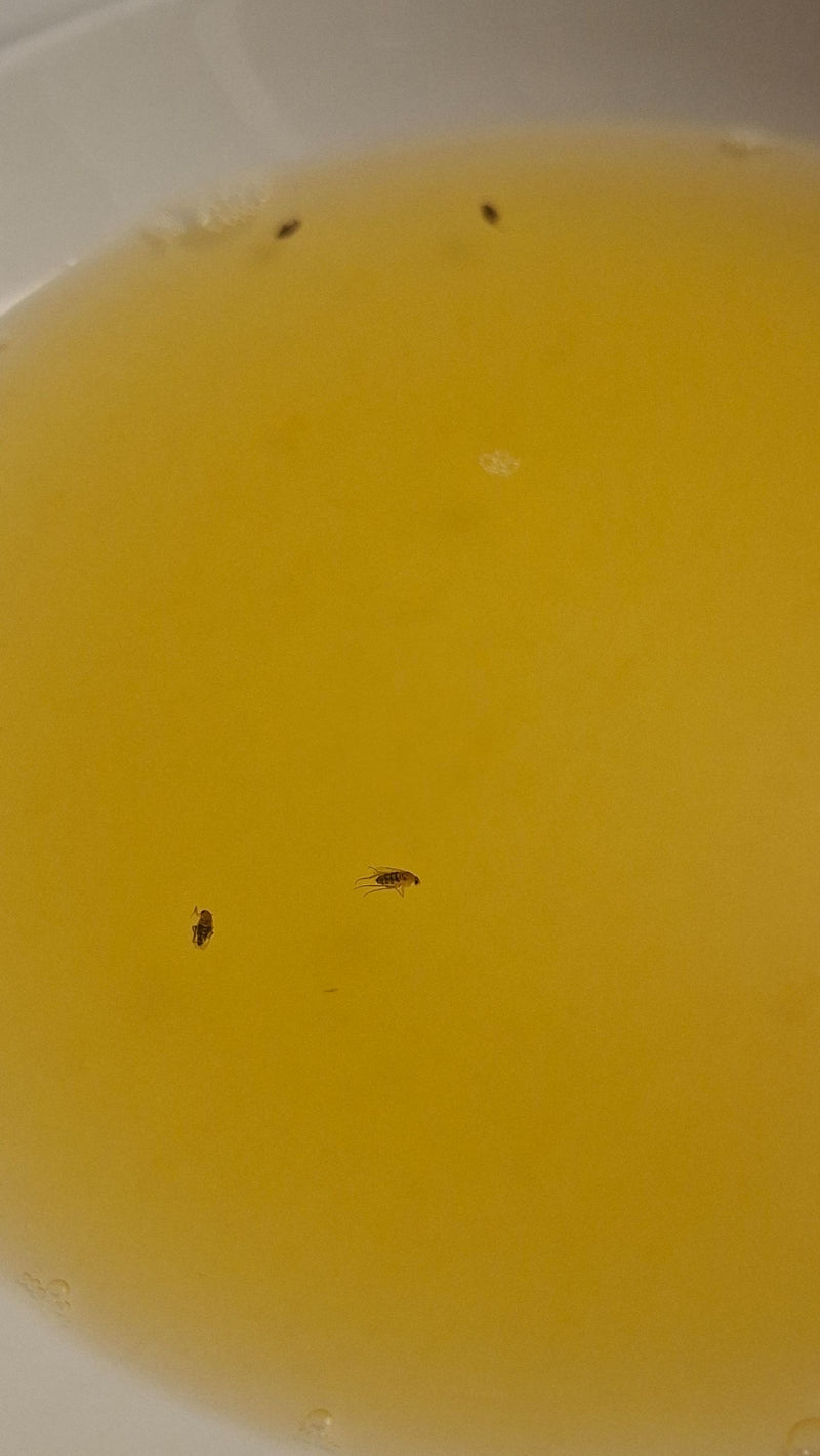 Auf dem Bild sind mehrere Buckelfliegen zu sehen, die in einer gelben Flüssigkeit treiben. Die kleine Perspektive zeigt die Insekten von oben.