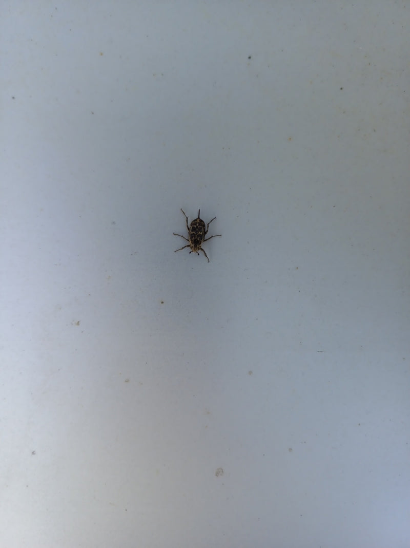 Bunter Stachelkäfer — Bild 1