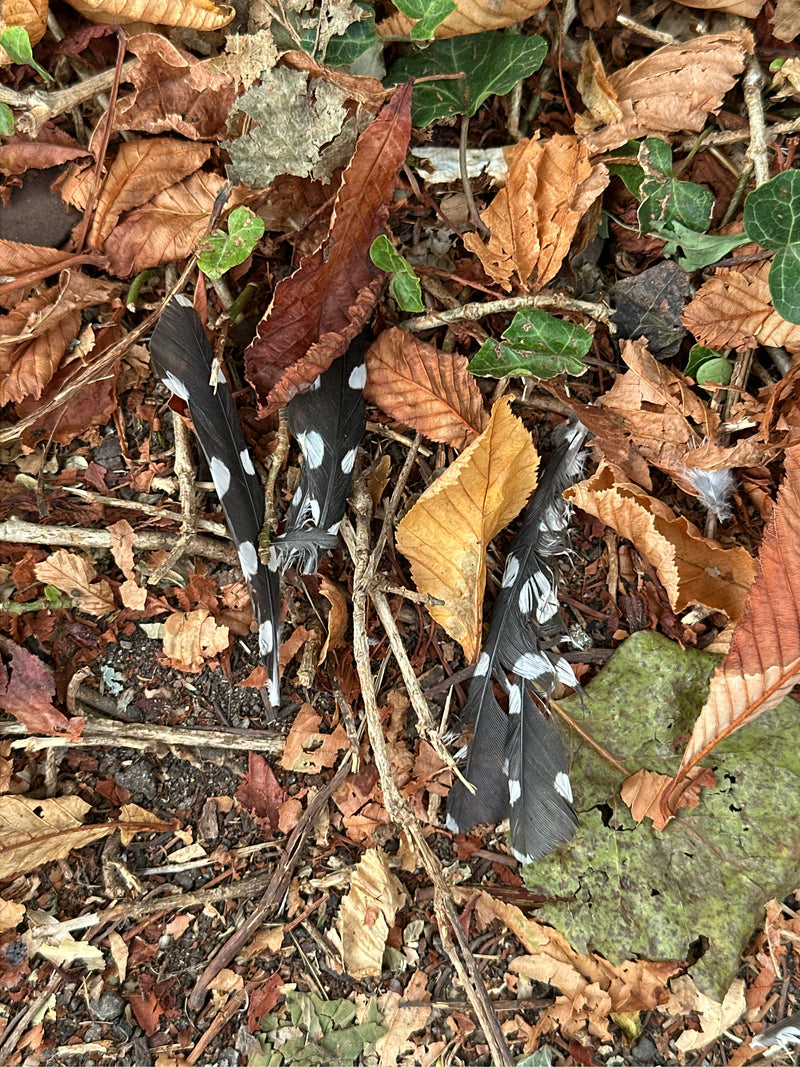 Buntspecht — Bild 2