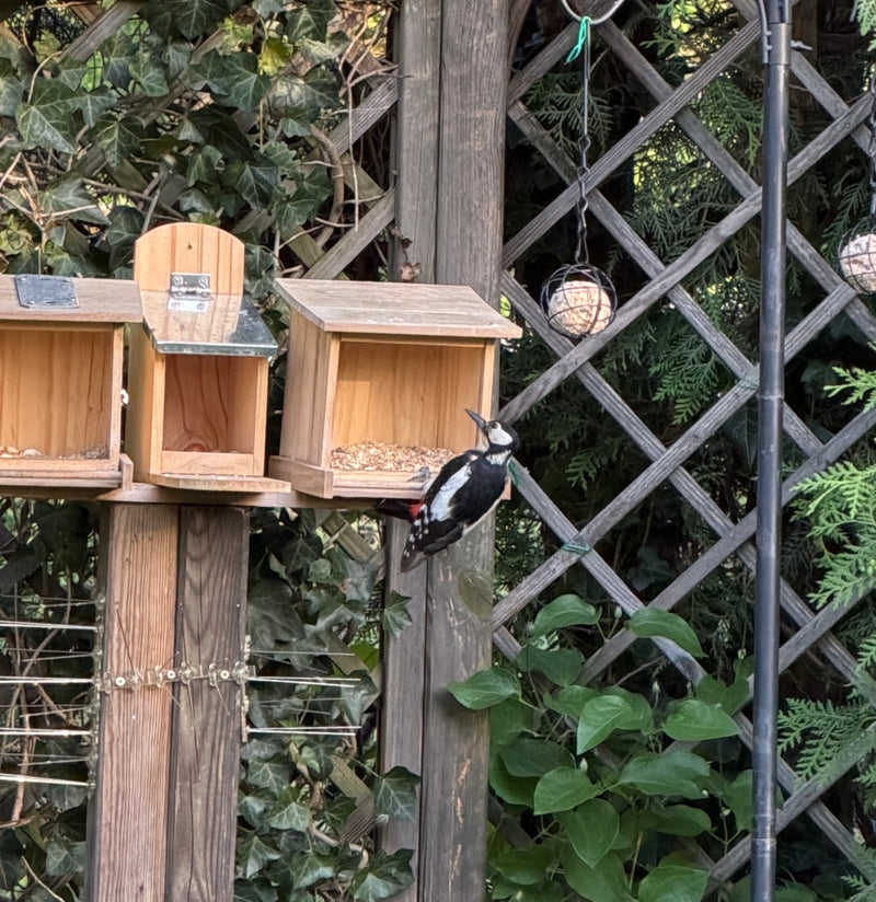 Buntspecht — Bild 3