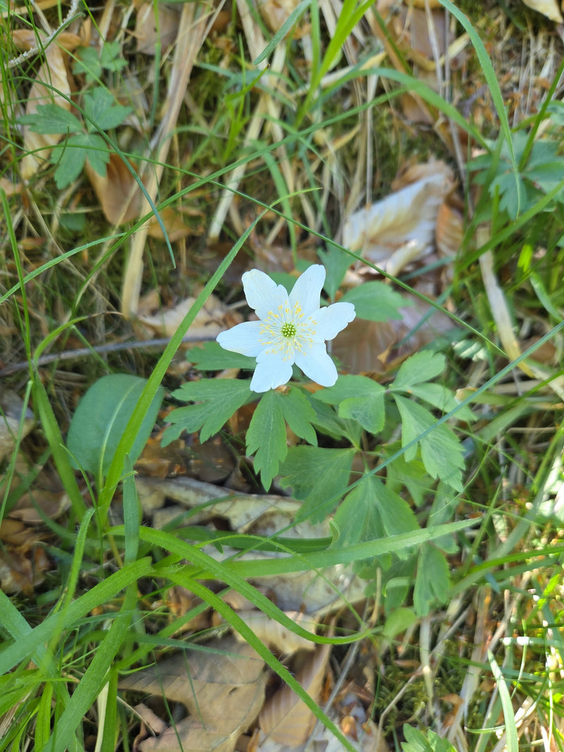 Buschwindröschen — Bild 3