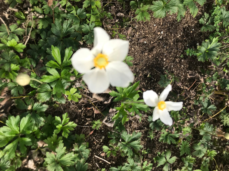 Auf dem Bild sind zwei weiße Blüten des Buschwindrösschens mit gelber Mitte zu sehen, die auf einem von grünem Laub bedeckten Waldboden wachsen. Die Aufsicht...
