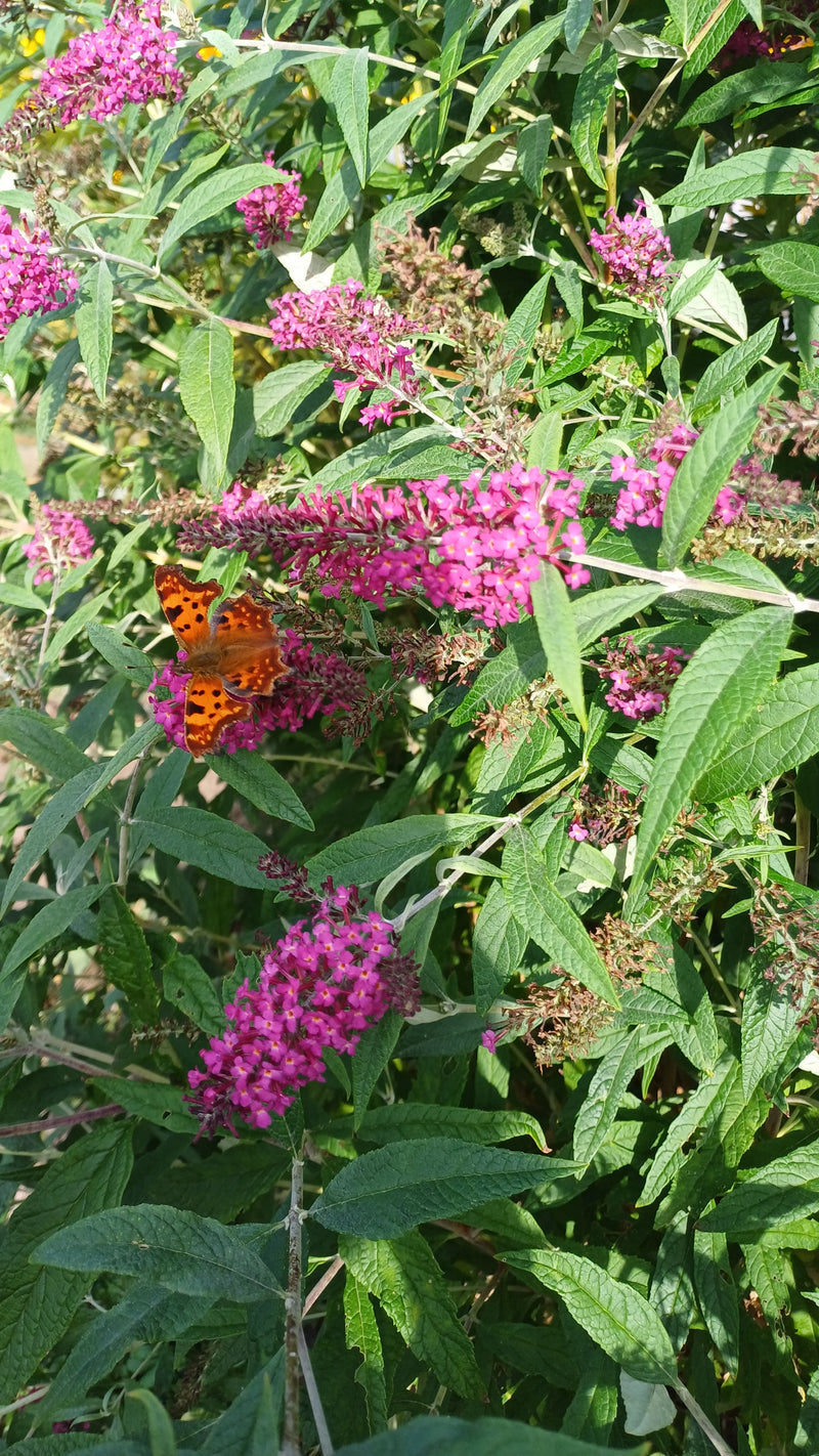 C-Falter — Bild 5 von 20