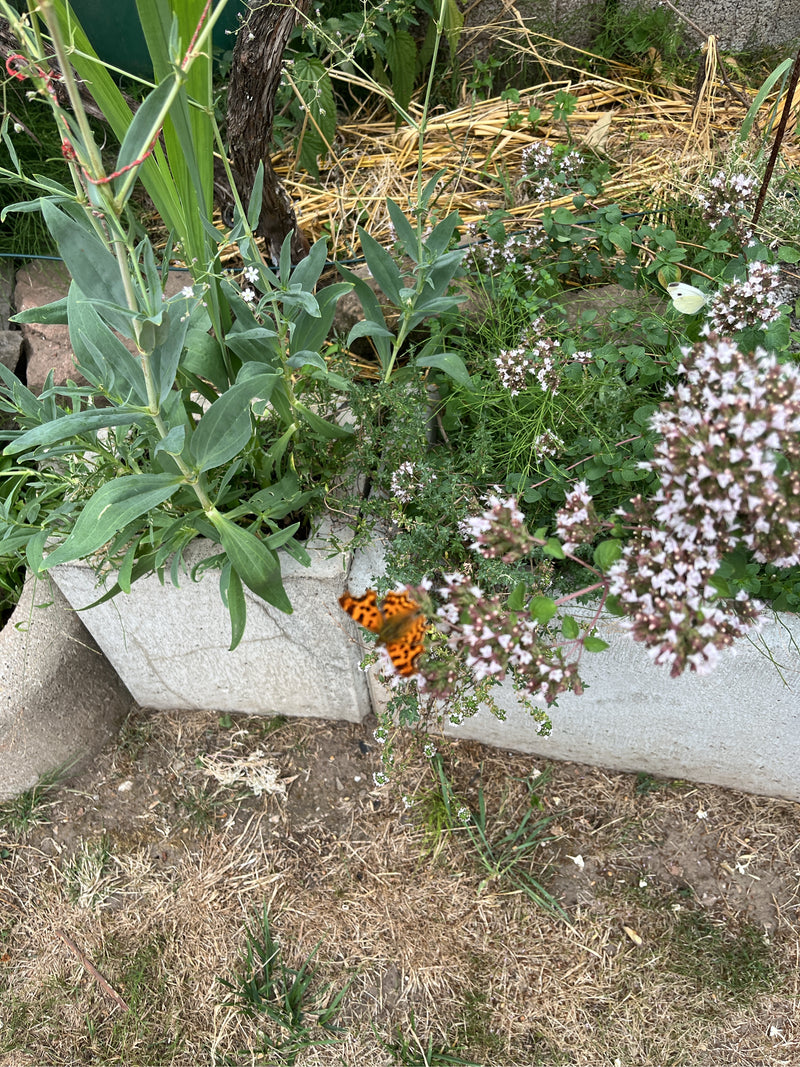 C-Falter — Bild 2