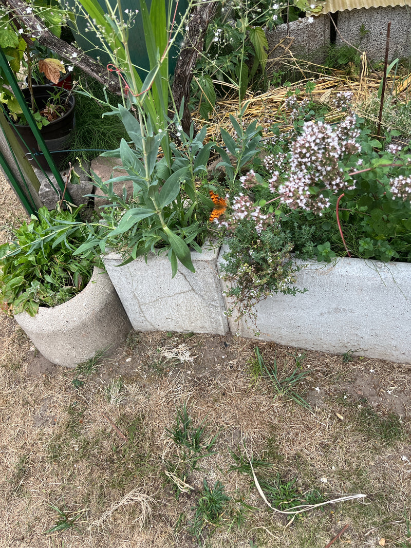 C-Falter — Bild 4