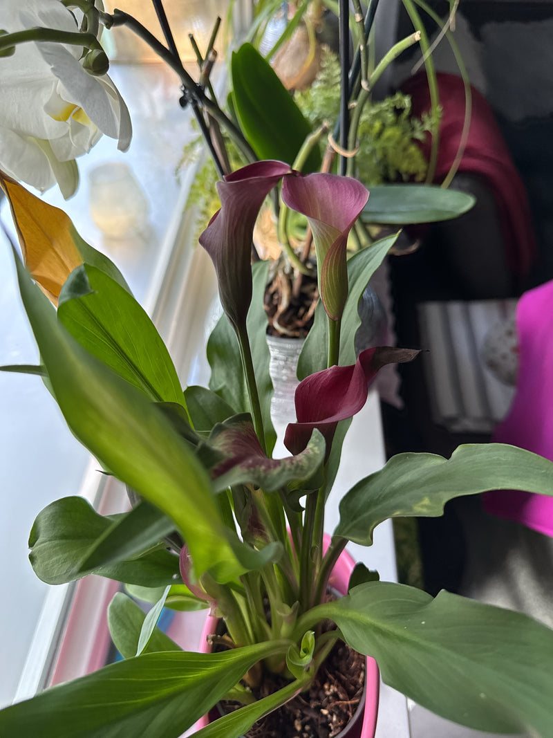 Calla-Lilie — Bild 1 von 1