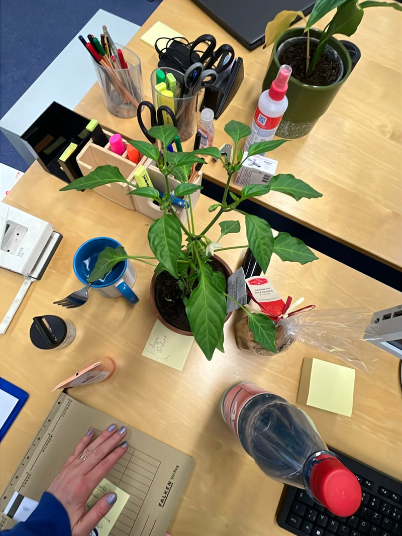 Peperoni — Bild 4