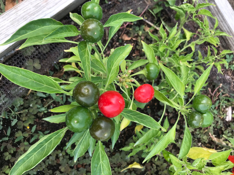 Auf dem Bild ist eine Peperoni-Pflanze von oben zu sehen, die zahlreiche grüne und einige reife rote Früchte trägt. Die Pflanze wächst in einem Gartenbeet.