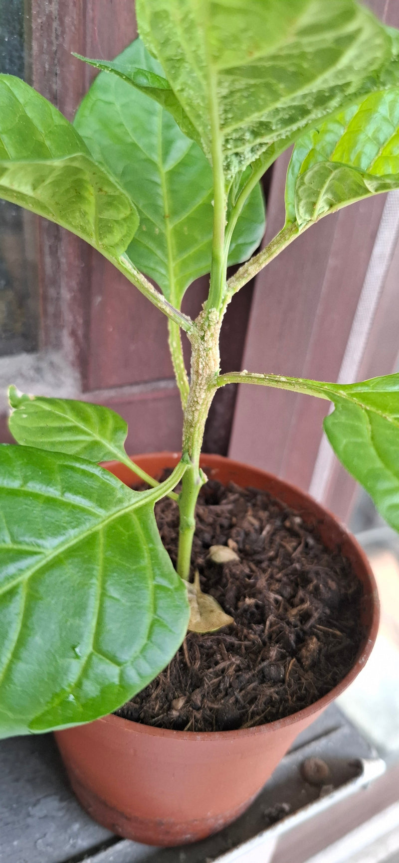 Peperoni — Bild 2