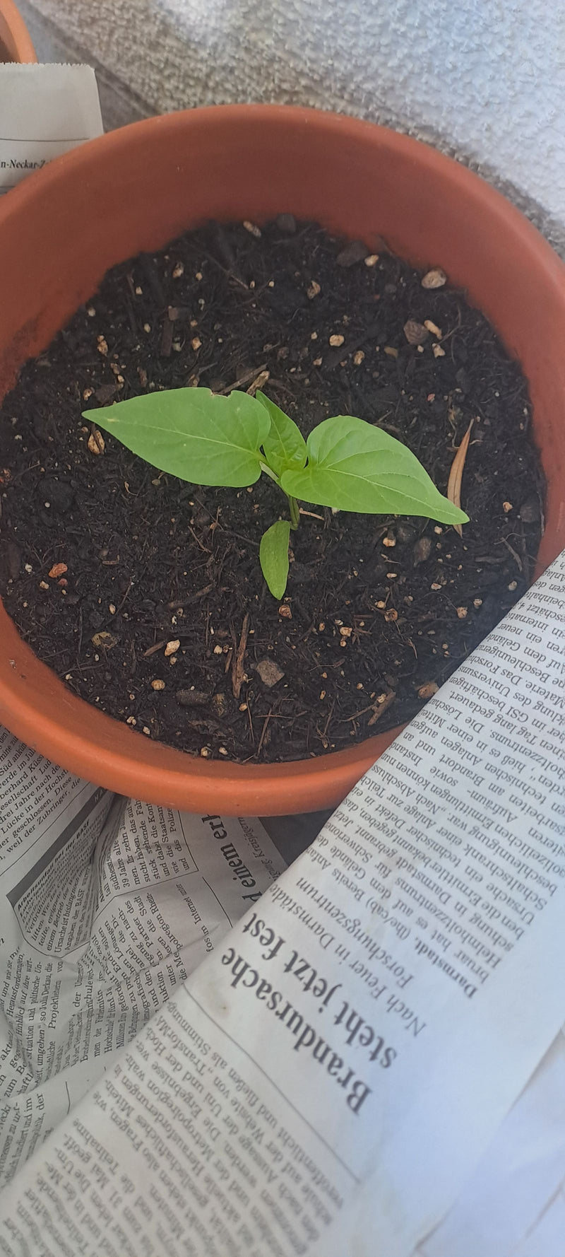 Peperoni — Bild 3
