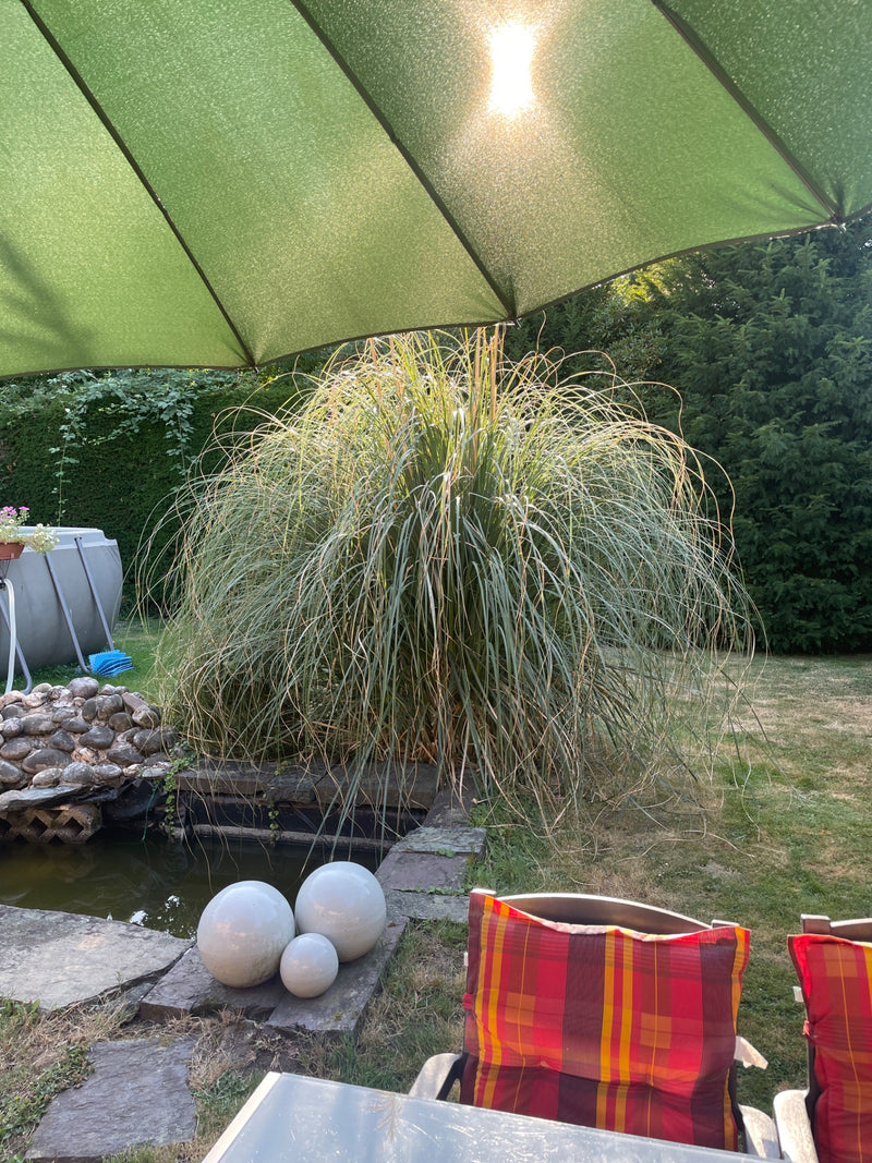 Chinaschilf — Bild 3